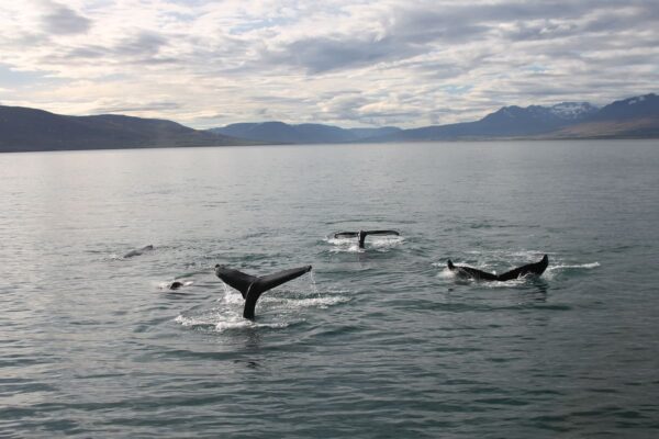 Akureyri Classic Whale Watching - Image 10