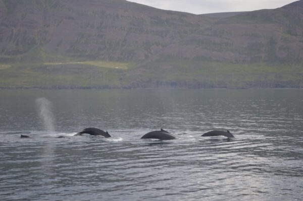 Akureyri Classic Whale Watching - Image 12
