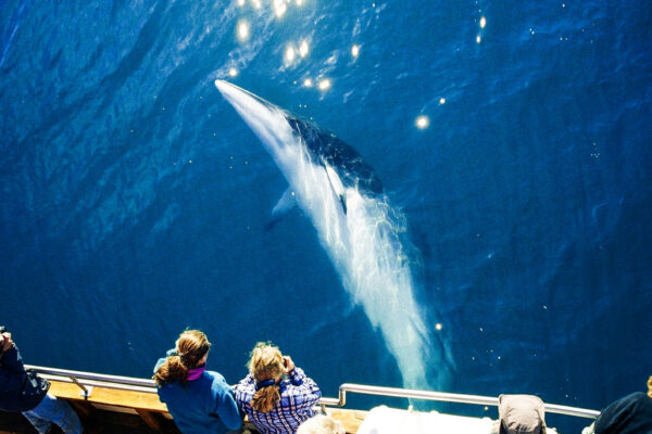 Silent Whale Watching (Carbon-Neutral) - Image 4