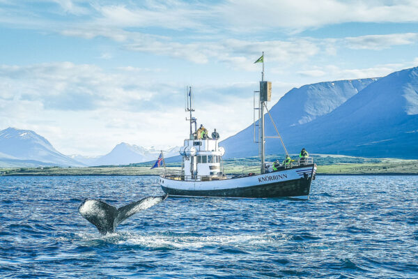 Whale Watching Eyjafjörður: From Árskógssandur - Image 6