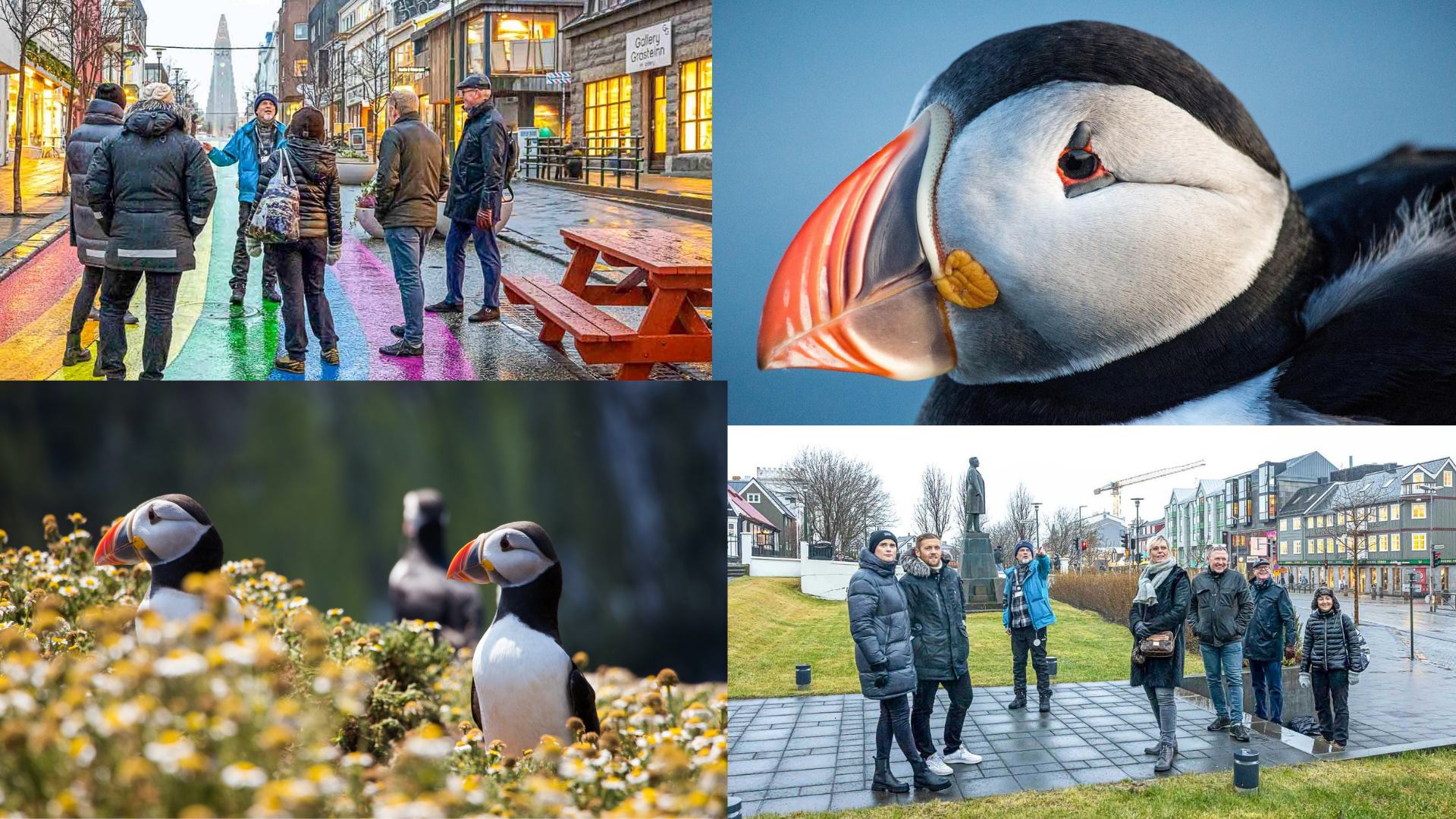 Puffin & People Watching - Reykjavik City Walk combo with Puffin Watching by boat