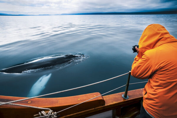 Silent Whale Watching (Carbon-Neutral) - Image 3