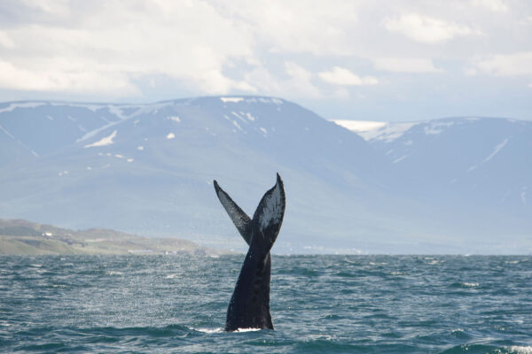 Akureyri Express Whales & Eyjafjord - Image 10