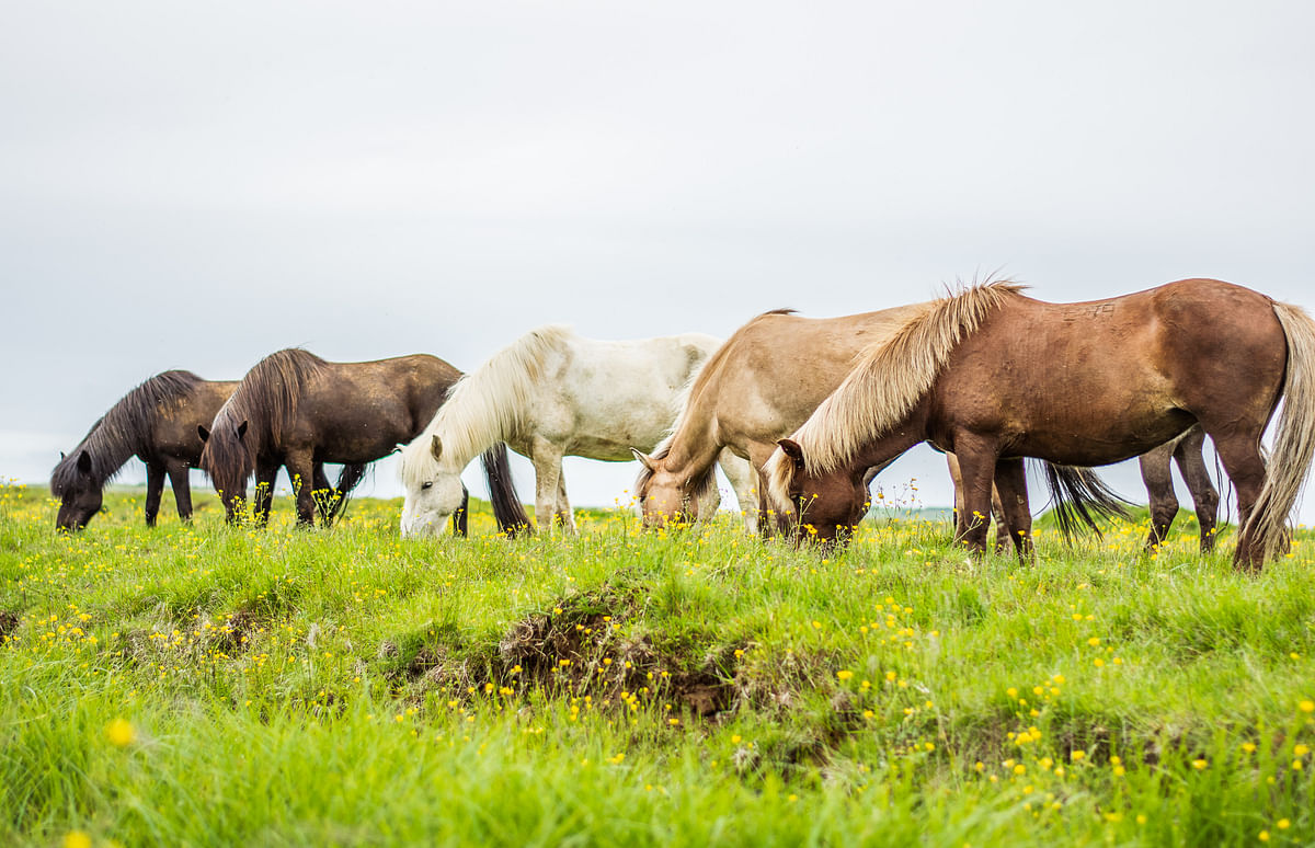 Horses grazing in a green meadow with yellow flowers under a cloudy sky.