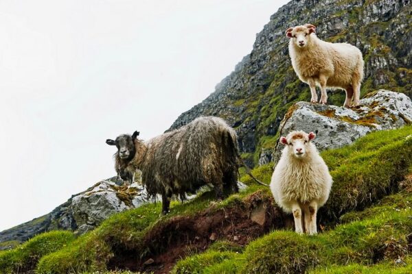 8 Day Self-drive Tour of the Faroe Islands - Image 9