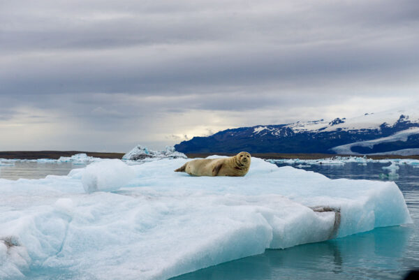 6 Day - Iceland Ring Road - Image 17