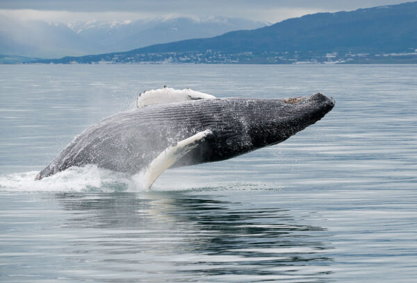 Akureyri Classic Whale Watching - Image 9