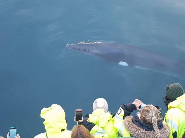 Whales & Auroras - Image 11