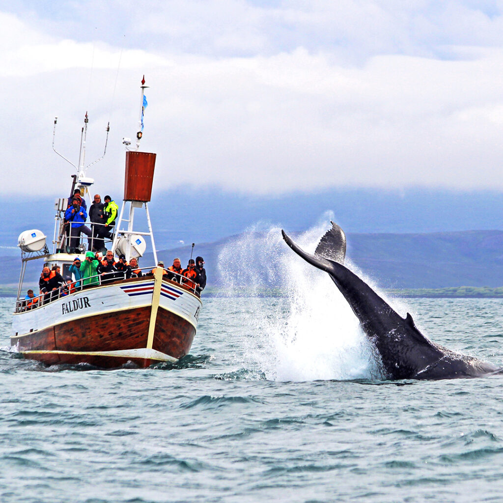 GG1 Whale Watching