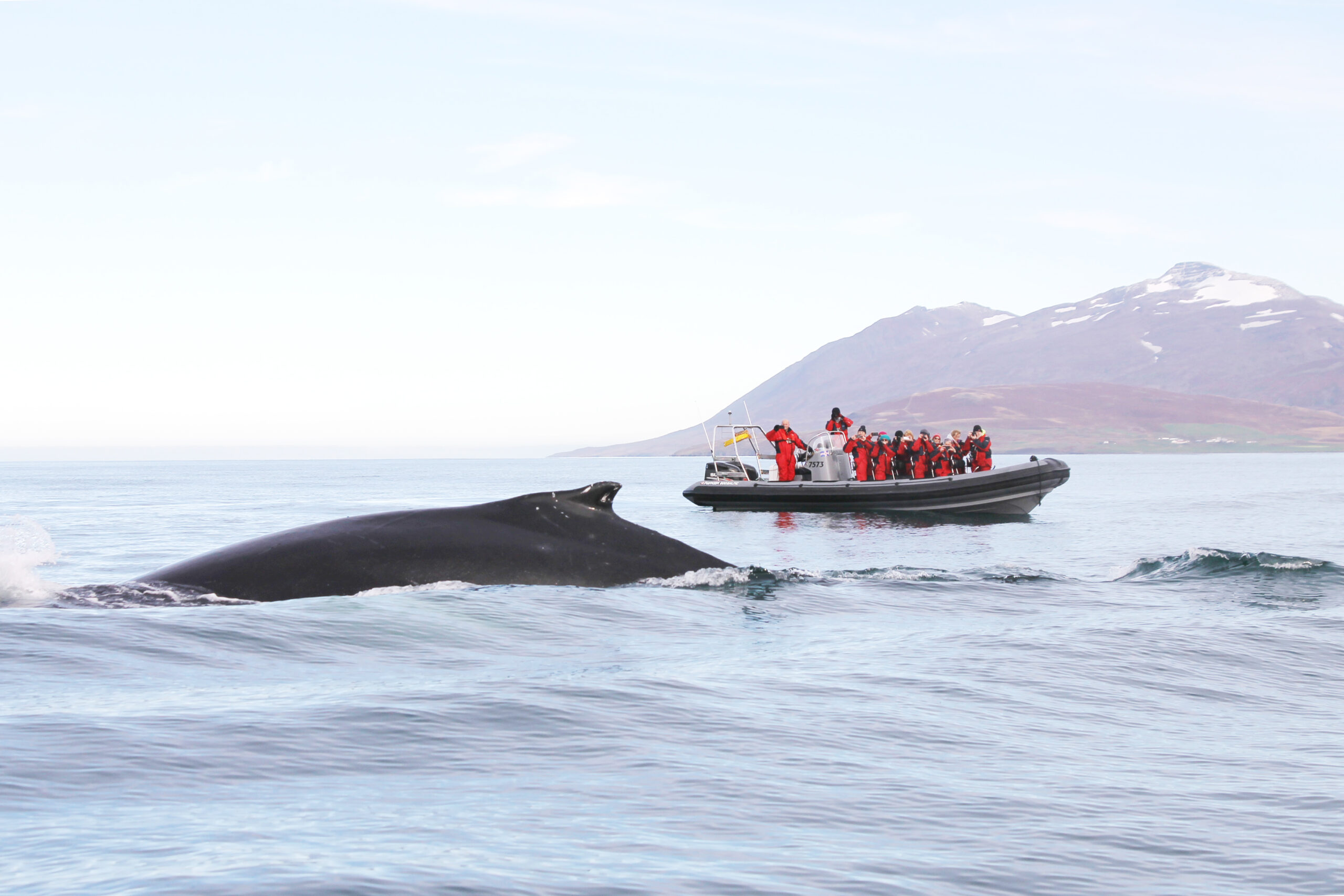 Express Whales, Eyjafjord & Akureyri