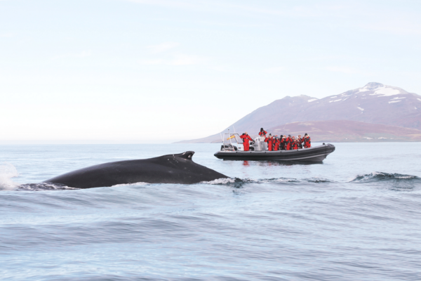 Akureyri Express Whales & Eyjafjord - Image 2