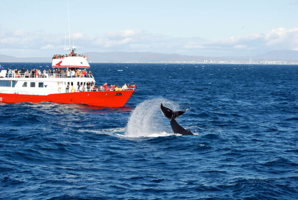 BEST OF ICELAND -  SUMMER SPECIAL (Golden Circle, Whale Watching & South Coast) - Image 16