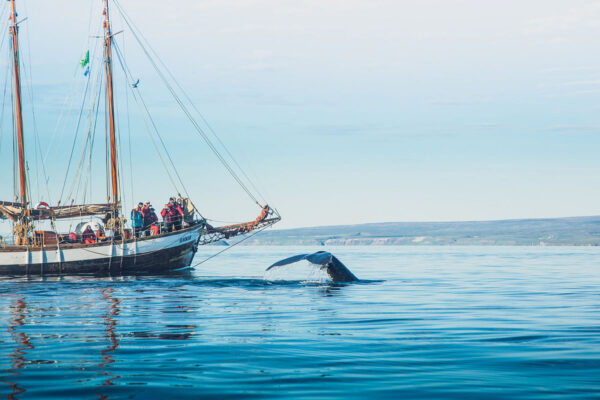Whales and Sails - Image 3