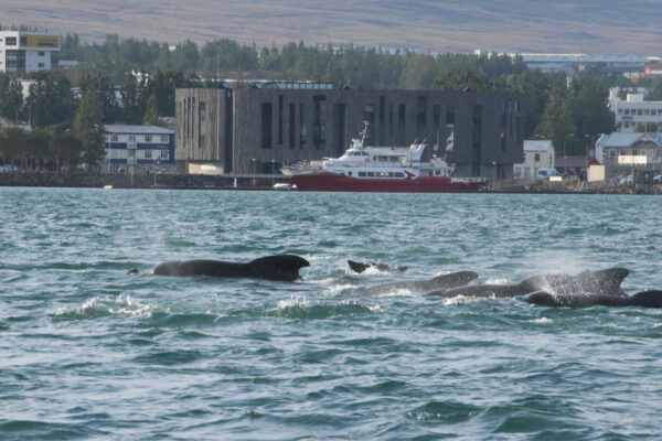 Akureyri Express Whales & Eyjafjord - Image 20