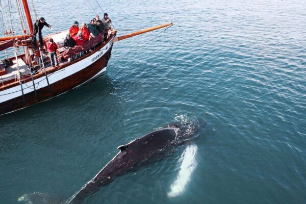 Whales and Sails - Image 9