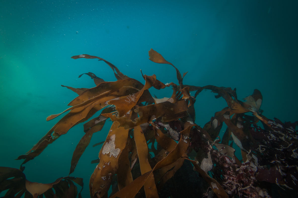 Underwater view of vibrant brown seaweed swaying in clear blue ocean water.