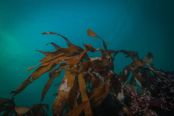 Garður Ocean Diver Tour - Image 6