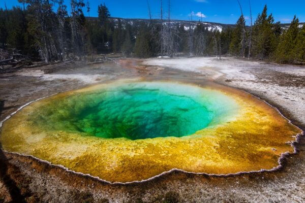 Colorful geothermal pool in Yellowstone National Park surrounded by trees, showcasing vibrant hues and natural beauty.