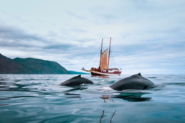 Whales and Sails - Image 2