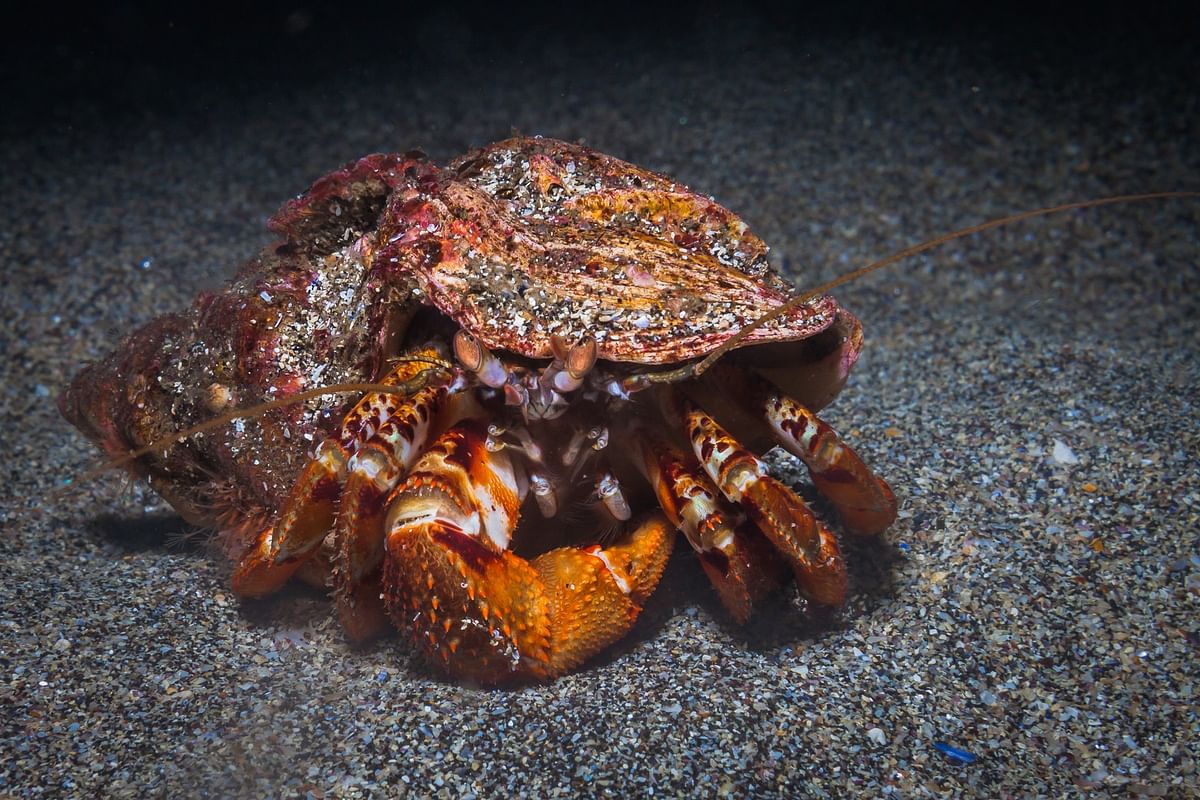 Hermit crab on ocean floor with vibrant reddish-orange shell and detailed legs.