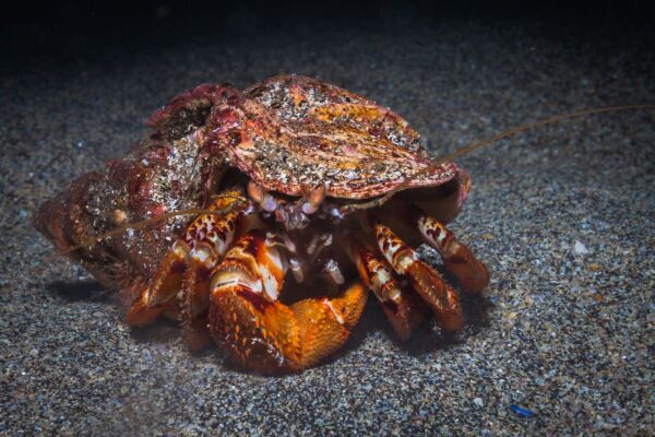 Garður Ocean Diver Tour - Image 11