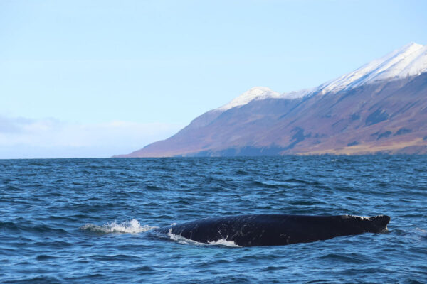 Akureyri Express Whales & Eyjafjord - Image 19