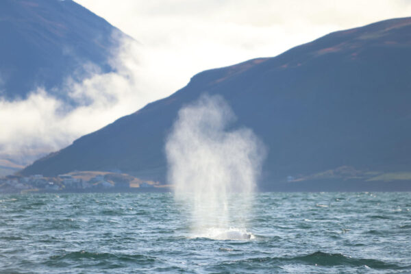 Akureyri Express Whales & Eyjafjord - Image 5