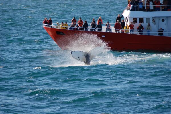 BEST OF ICELAND -  SUMMER SPECIAL (Golden Circle, Whale Watching & South Coast) - Image 14