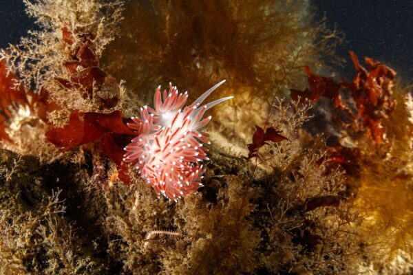 Garður Ocean Diver Tour - Image 3