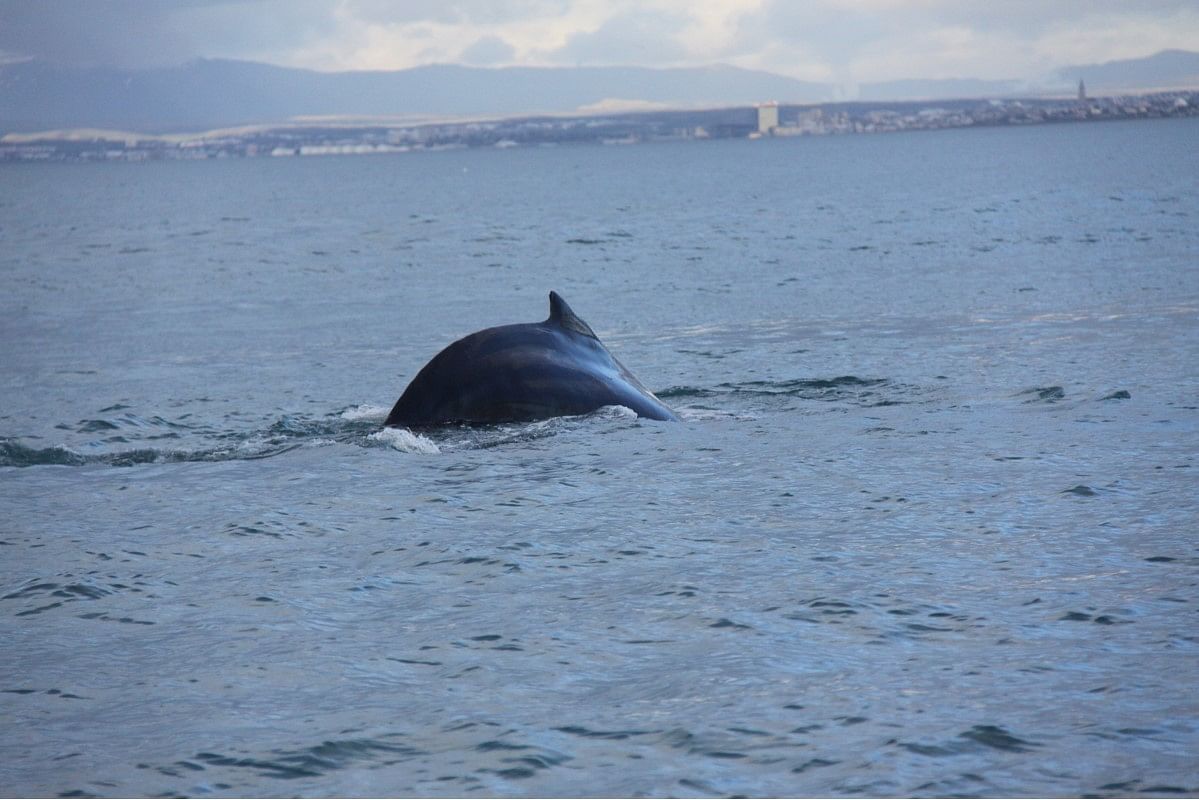 Whale dorsal fin emerging from the ocean water, cityscape in the background under a cloudy sky.
