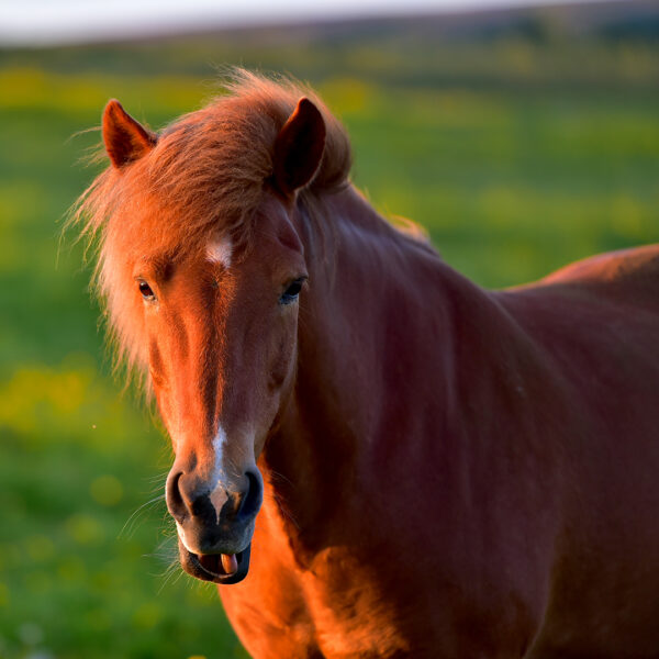 GG3 Whales & Horses