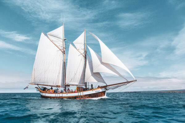 Whales and Sails - Image 8