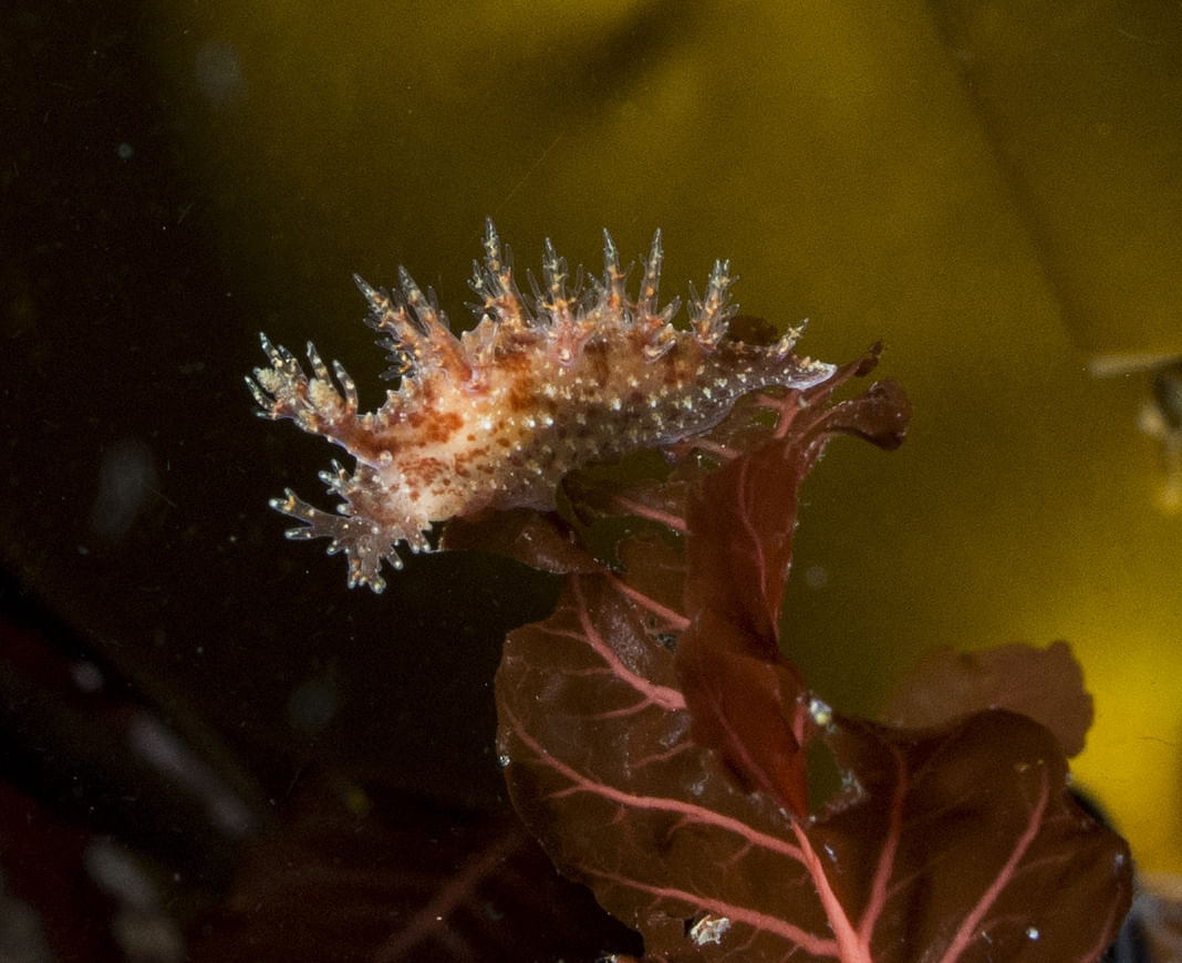Spiky sea slug on red seaweed underwater, showcasing its textured body against a blurred background.