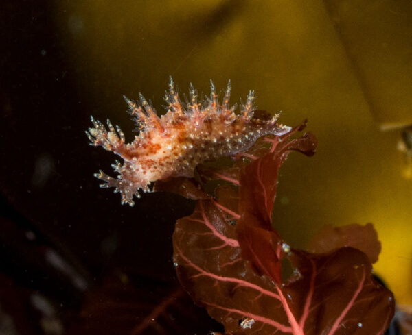 Garður Ocean Diver Tour - Image 9