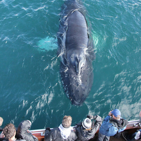 GG3 Whales & Horses - Image 7