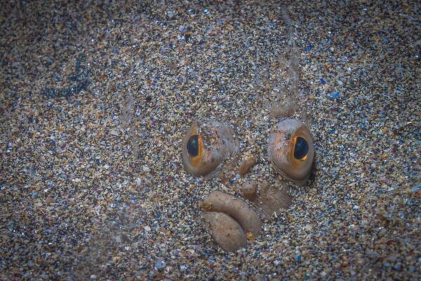 Camouflaged flounder blending into sandy ocean floor, eyes visible, showcasing impressive natural concealment abilities.