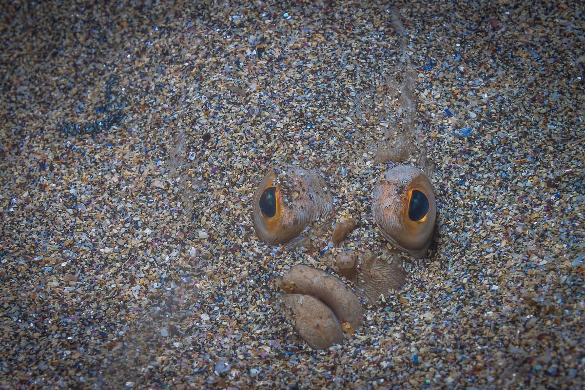 Camouflaged flounder blending into sandy ocean floor, eyes visible, showcasing impressive natural concealment abilities.