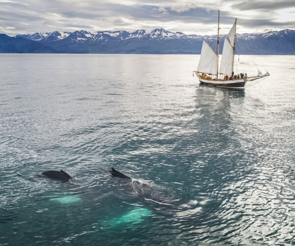Whales and Sails - Image 5