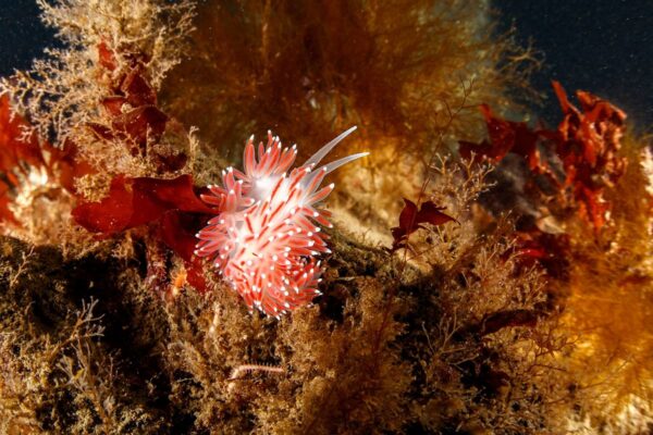 Ocean and Bjarnagjá diving combo - Image 4