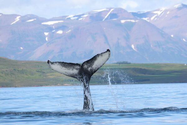 Akureyri Express Whales & Eyjafjord - Image 16