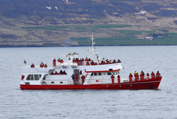 Akureyri Classic Whale Watching - Image 6