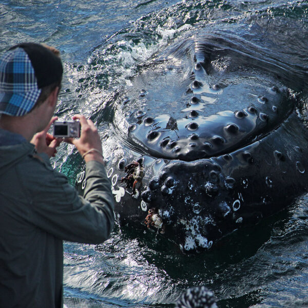 GG3 Whales & Horses - Image 5