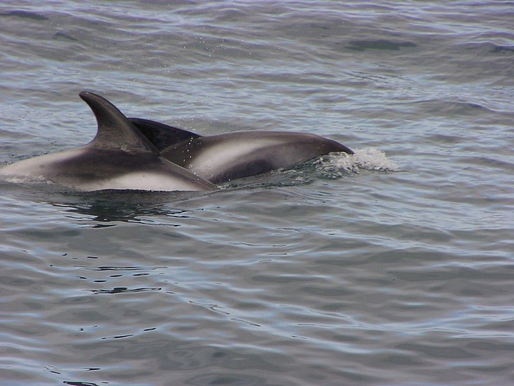 Dolphins swimming in ocean, dorsal fins visible above water surface.