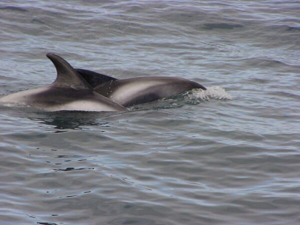 Horse Riding The Sea Horse - Image 7