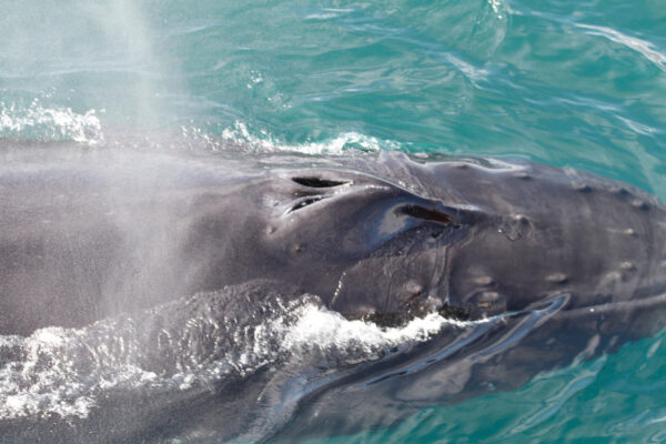 Akureyri Express Whales & Eyjafjord - Image 4