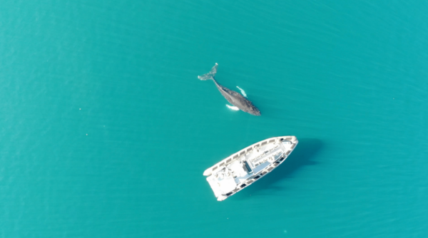 Akureyri Express Whales & Eyjafjord - Image 6