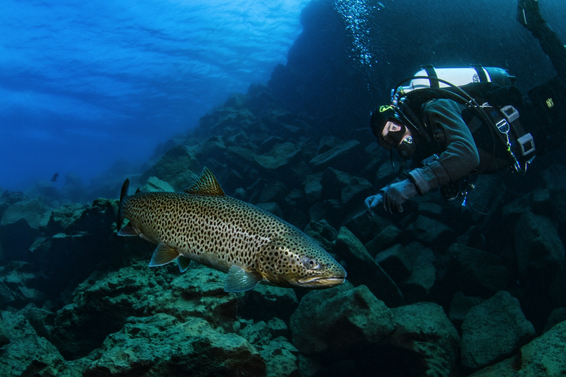Diver observing a large fish in a rocky underwater landscape.