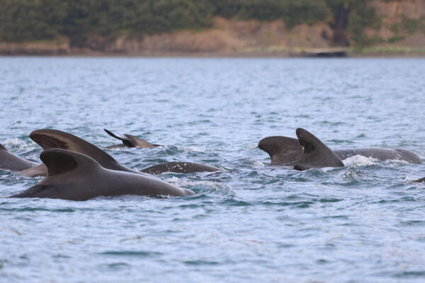 Akureyri Express Whales & Eyjafjord - Image 13