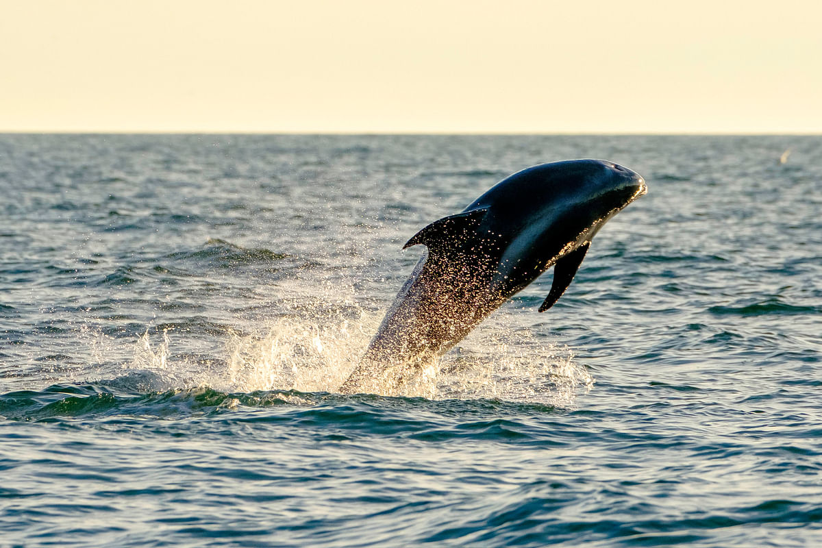 Dolphin leaping out of the ocean against a sunset backdrop, creating a splash.