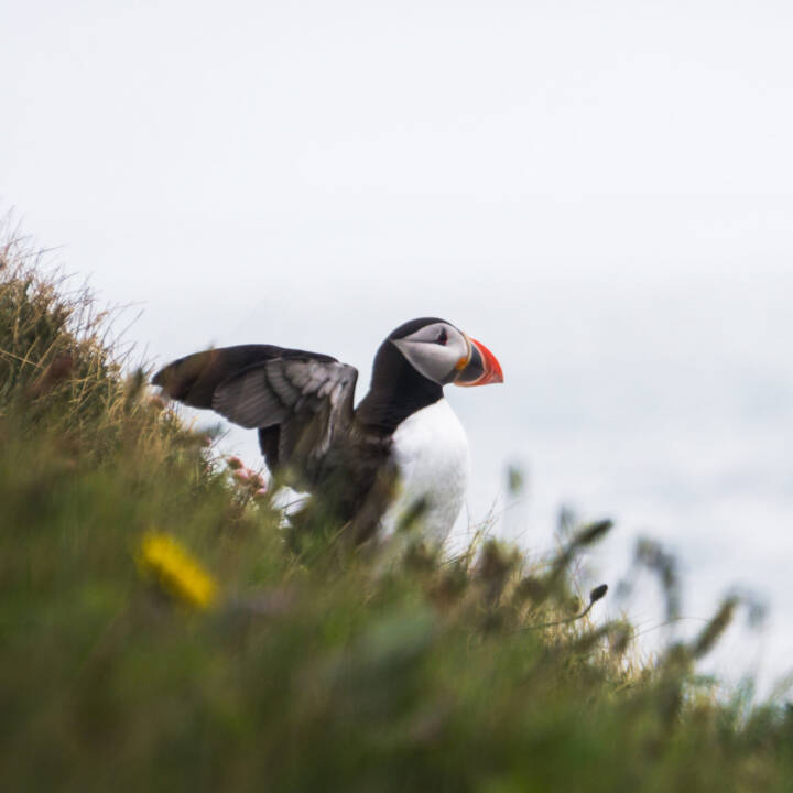 Your Puffin and Volcano Tour - Exclusive Summer Tour